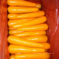 Exportation de nouvelles carottes fraîches